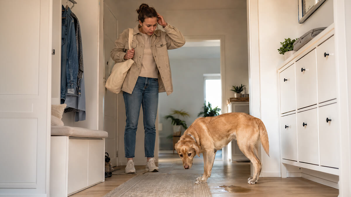 Hund pinkelt in Wohnung und Frauchen steht daneben