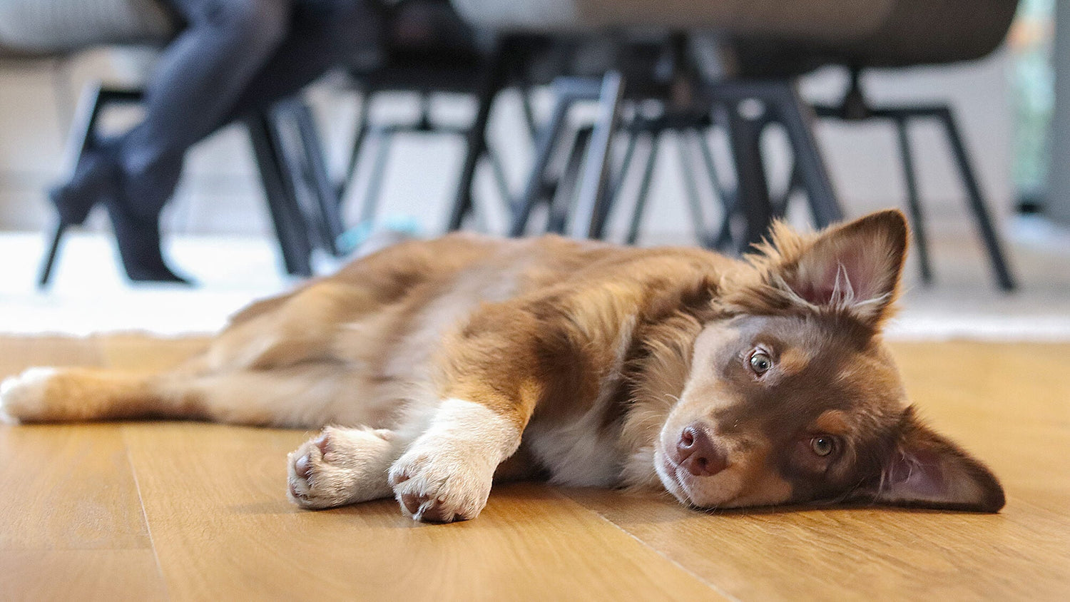 Hundegeruch entfernen