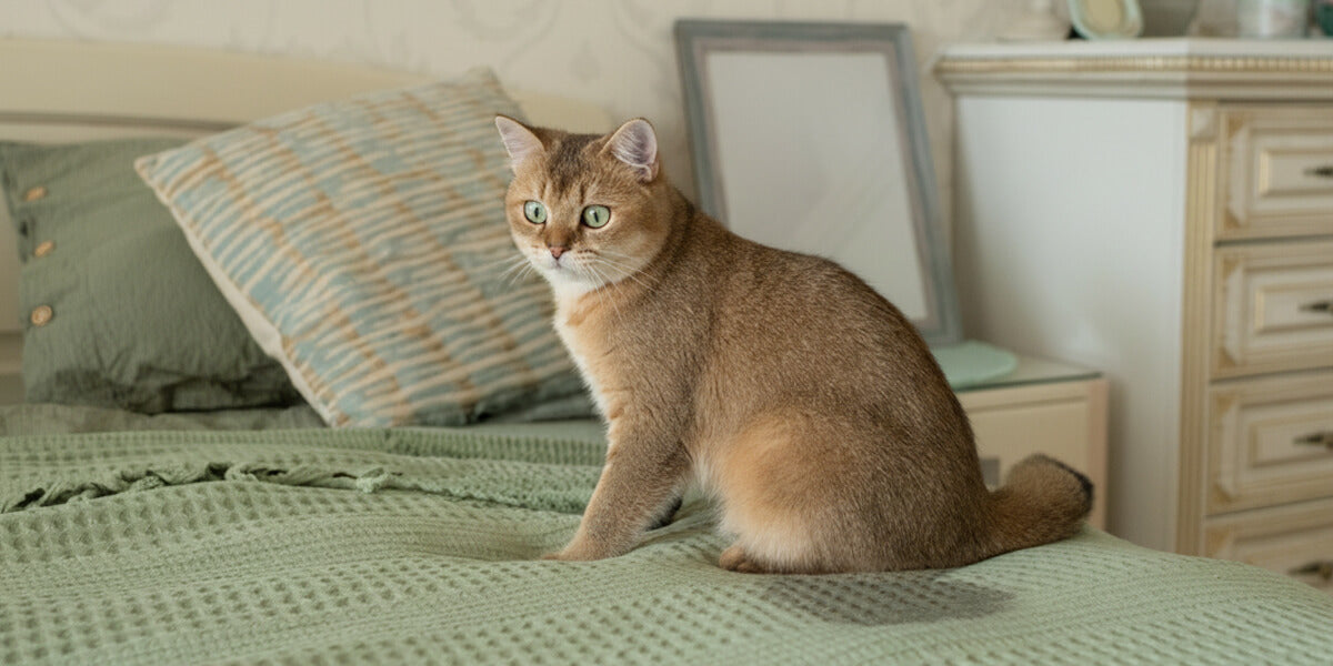 Katze hat auf Bett gepinkelt