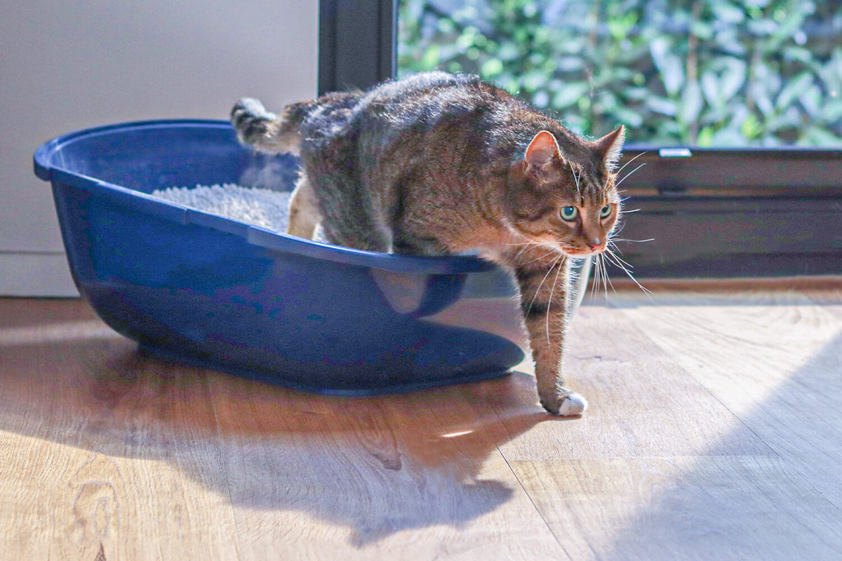 Kater steigt aus blauer Katzentoilette