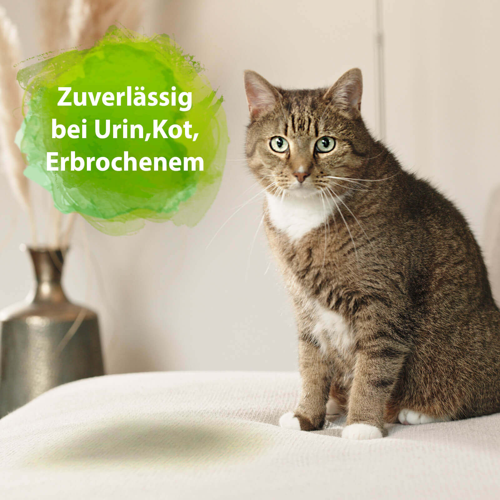 Katze sitzt auf Sofa - Zuverlässig bei Urin, Kot, Erbrochenem