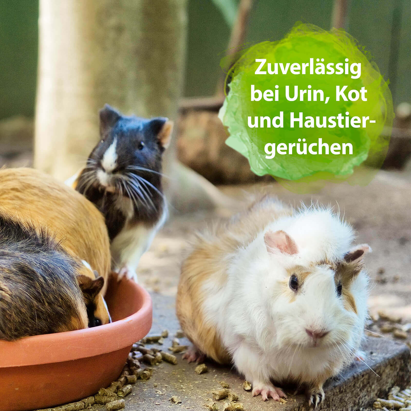 Meerschweinchen im Gehege - Zuverlässig bei Urin, Kot und Haustiergerüchen