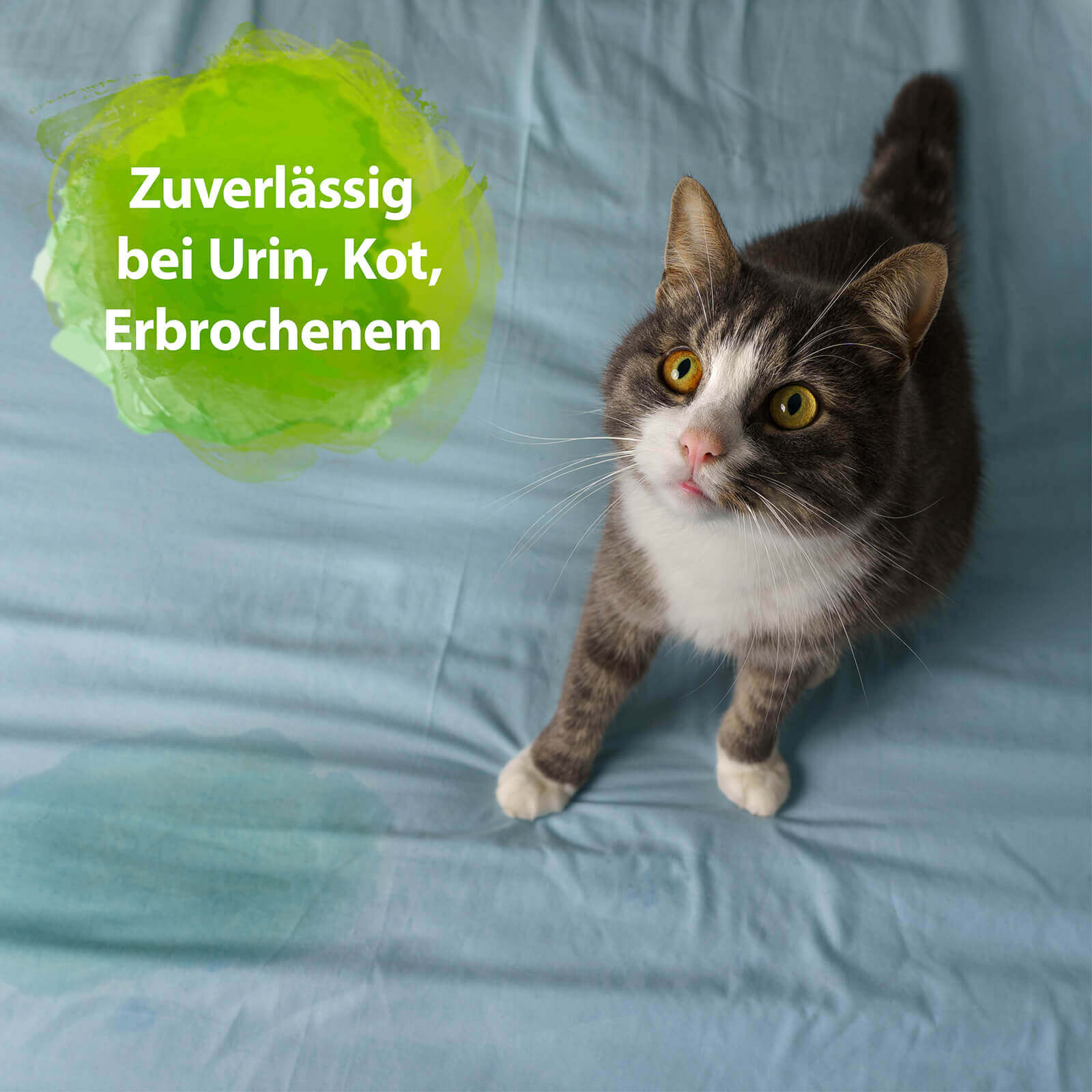 Katze sitzt auf Bett mit Urinfleck - Zuverlässig bei Urin, Kot, Erbrochenem