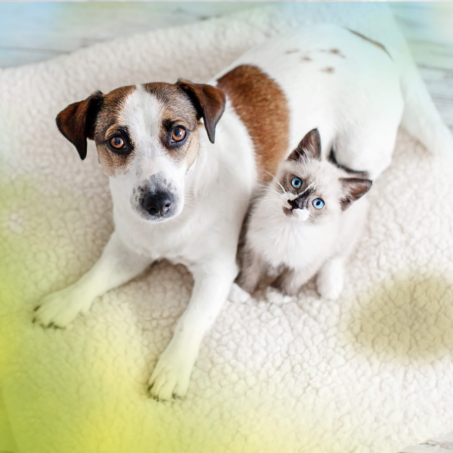 Hund und Katze leige nebeneinander auf Schafsfell neben Pipifleck und schaeun hoch