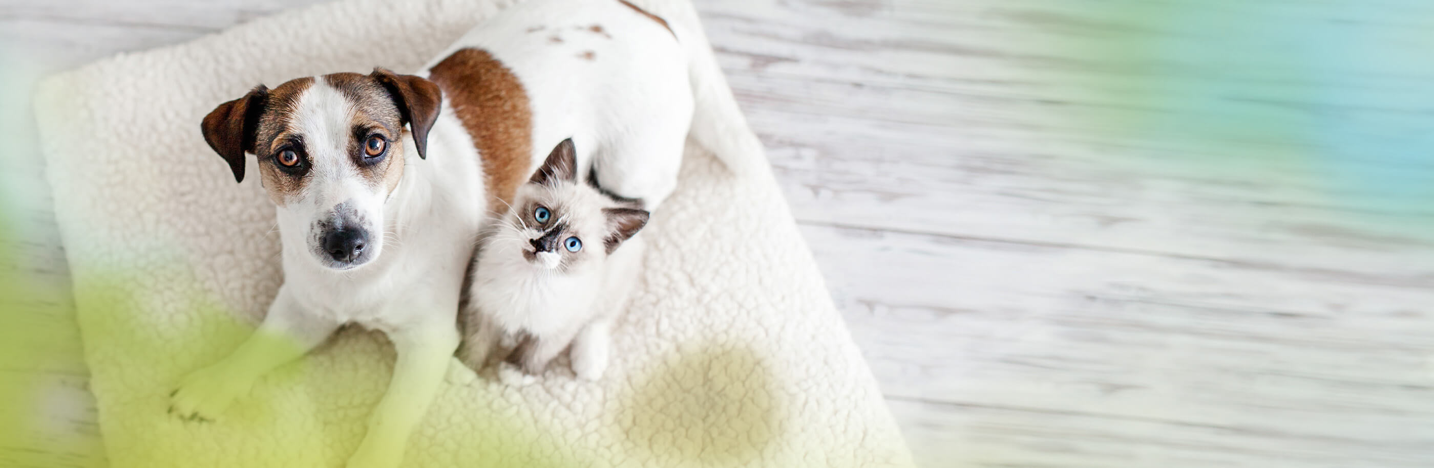 Hund und Katze sitzen auf Decke - neben den zwei Tieren ein Urinfleck