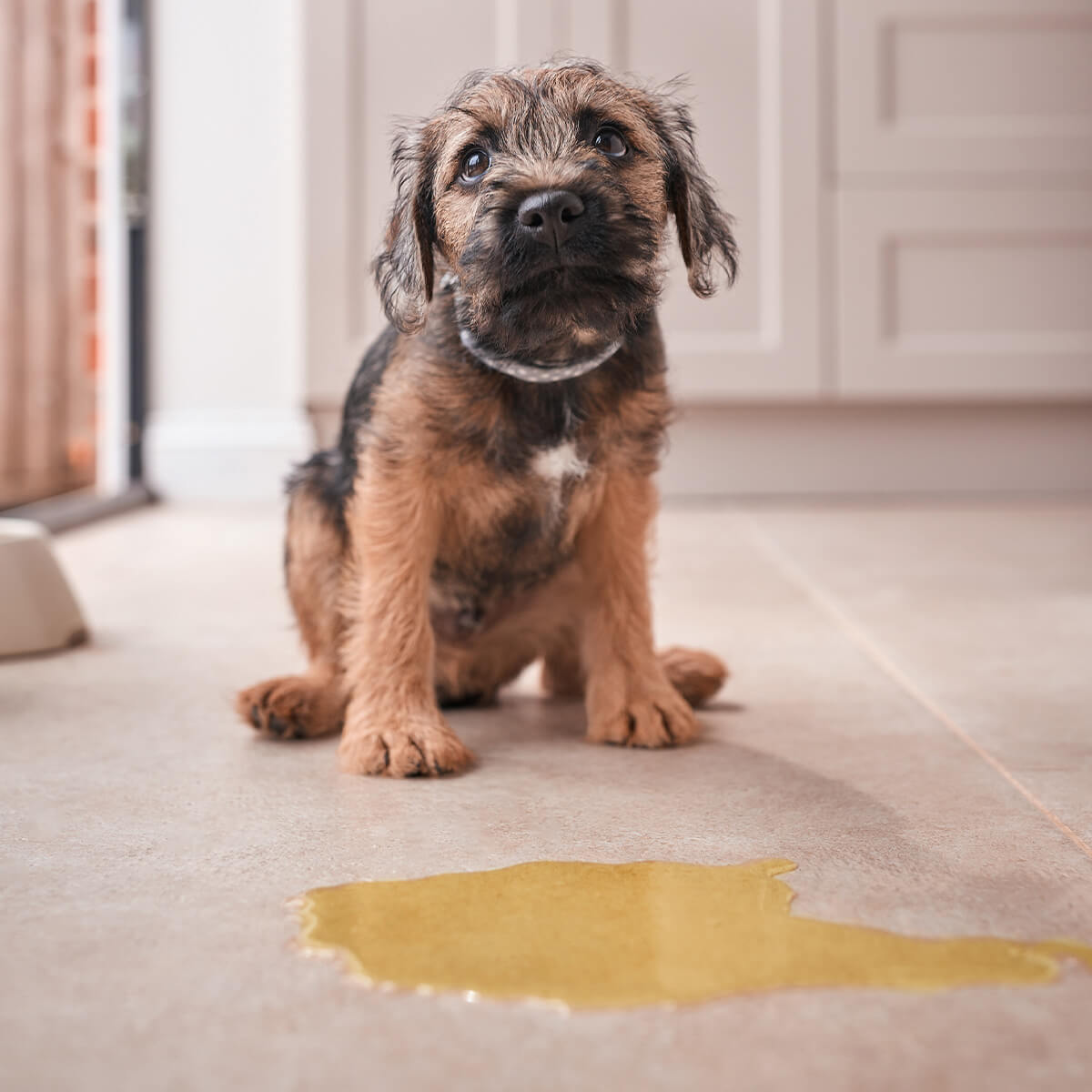 Hund sitzt auf Boden und schaut nach oben vor ihm ein gelber Urinfleck