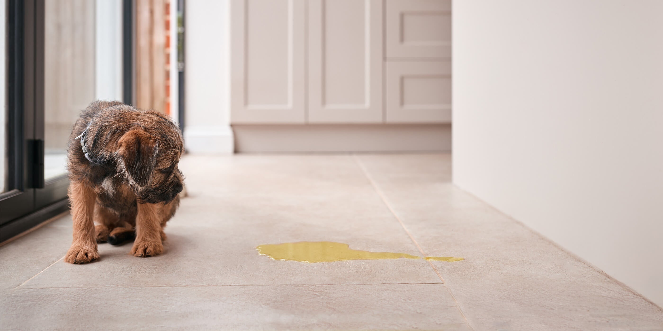 Hund sitzt auf Boden und schaut nach unten neben ihm ein gelber Urinfleck