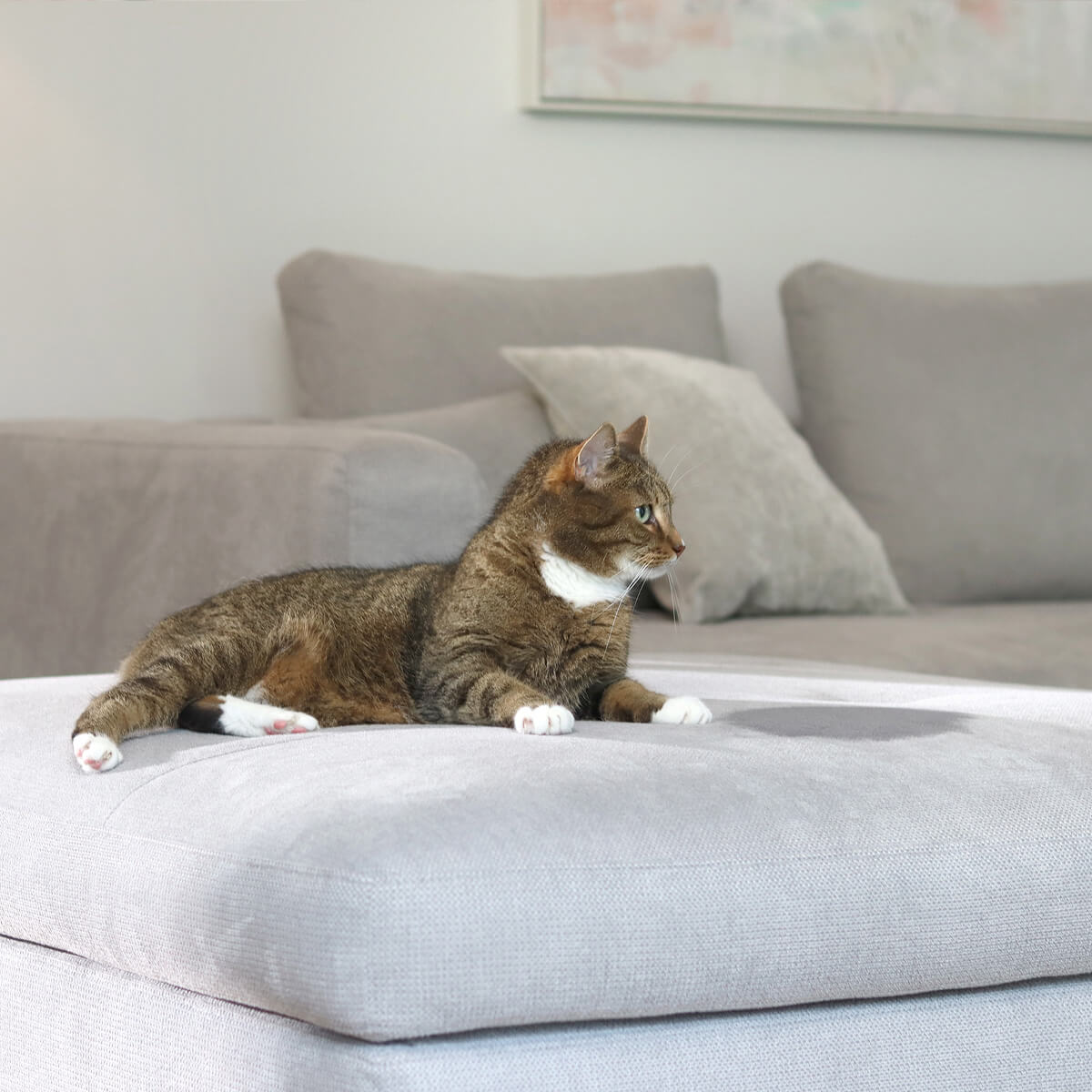 Katze sitzt auf grauer Couch - vor ihr ein nasser Fleck