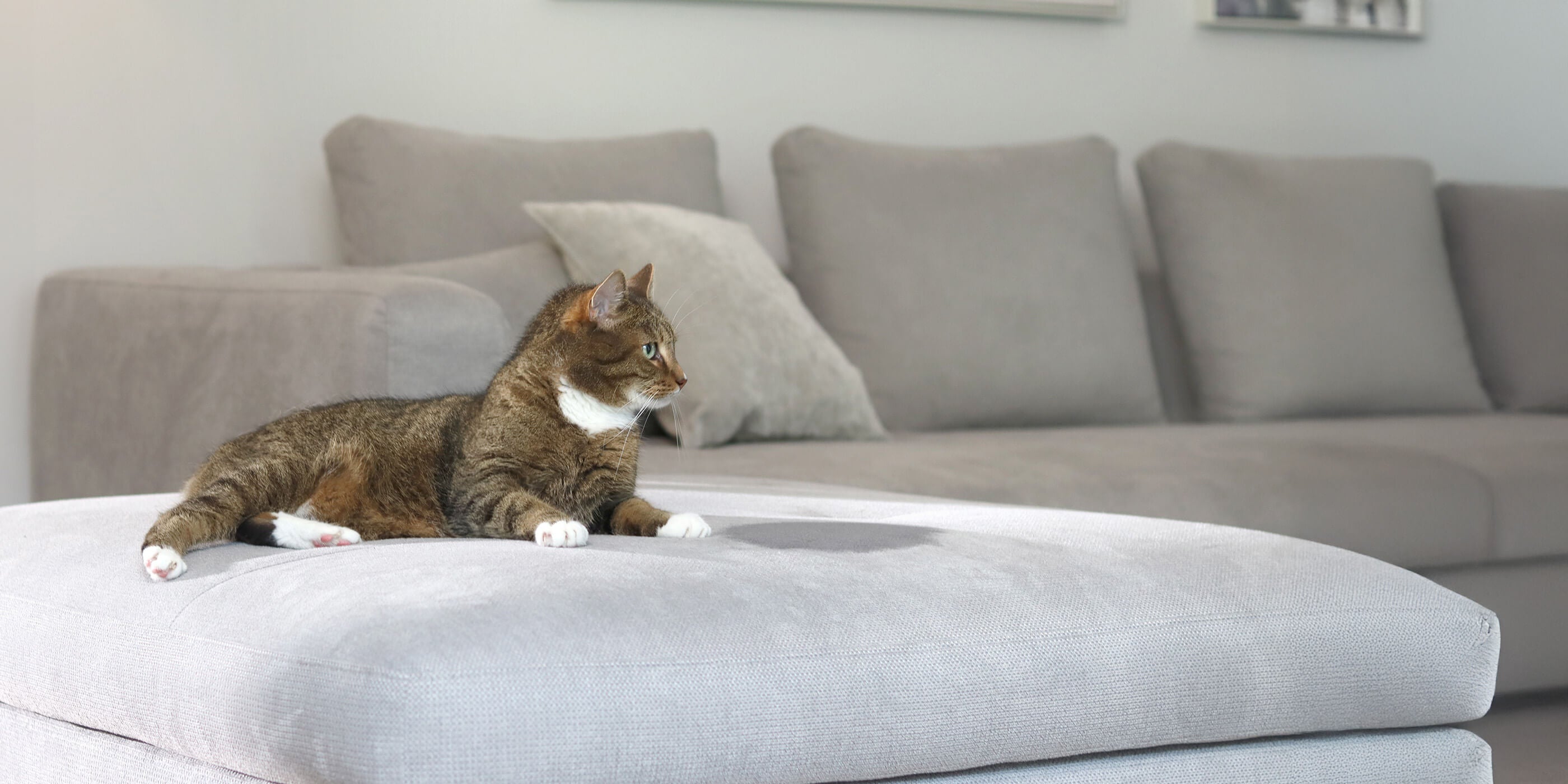 Katze sitzt auf grauer Couch - vor ihr ein nasser Fleck