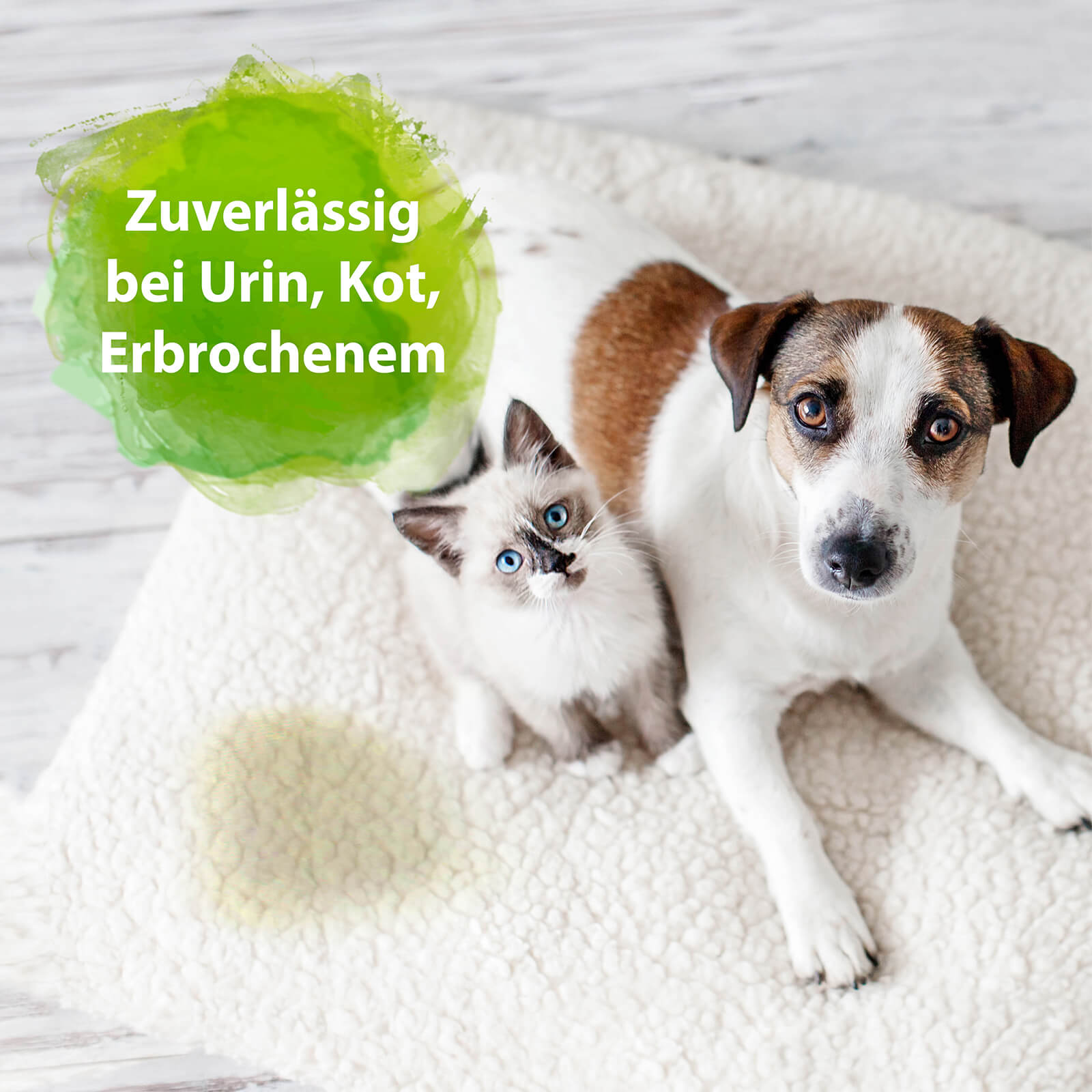 Hund und Katze auf einem Teppich mit Urinflecken - Zuverlässig bei Urin-Kot-Erbrochenem