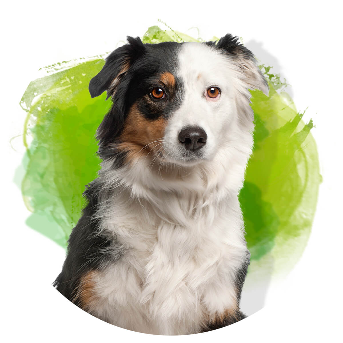 Hund vor grünem Hintergrund Duftwolke