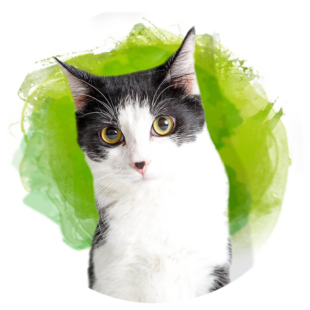 Katze vor grünem Hintergrund Duftwolke