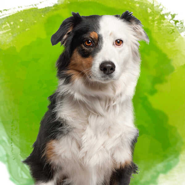 Hundekopf mit grünem Hintergrund Bactador