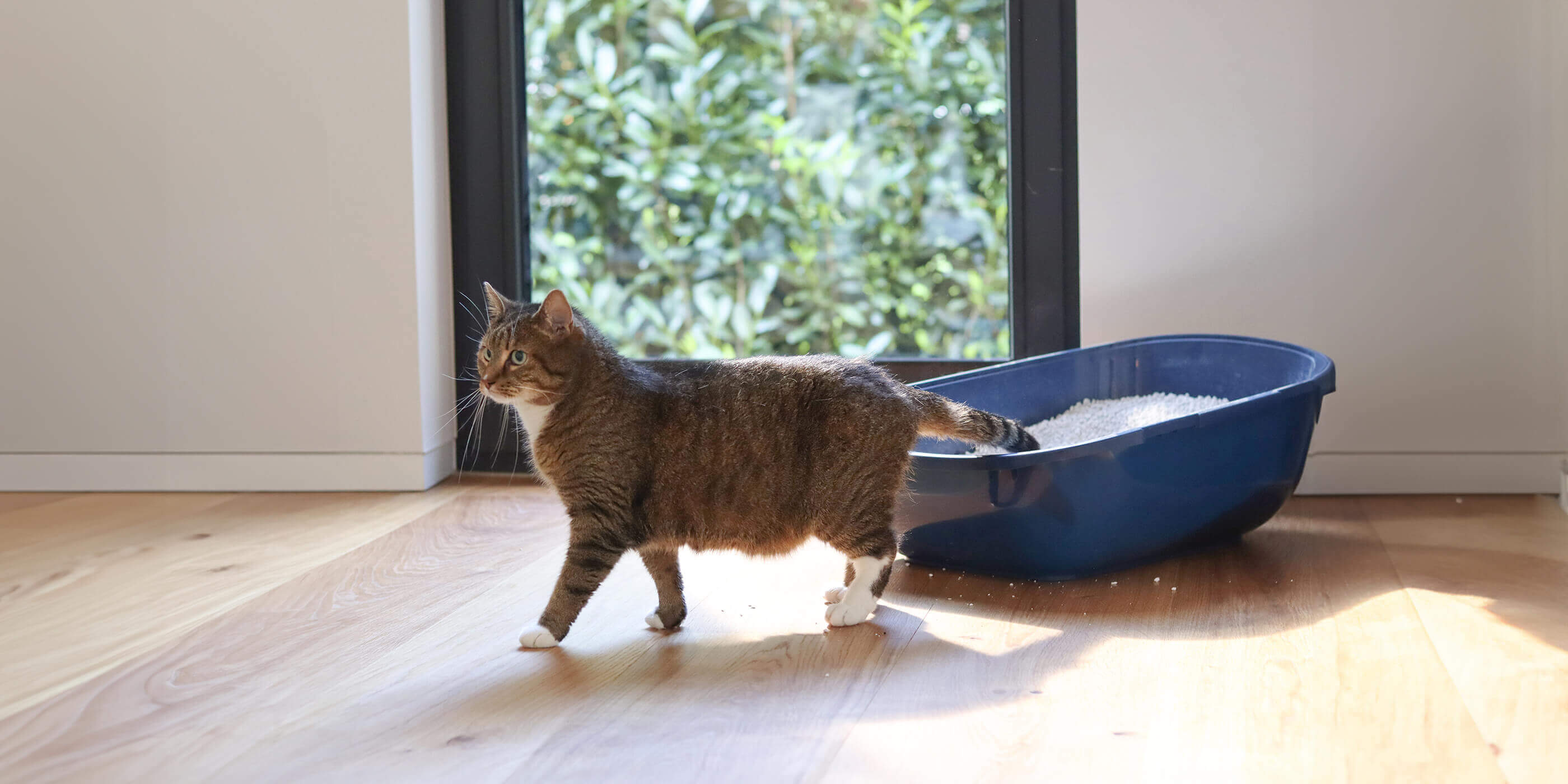 Katzentoiletten Geruch entfernen mit Bactador