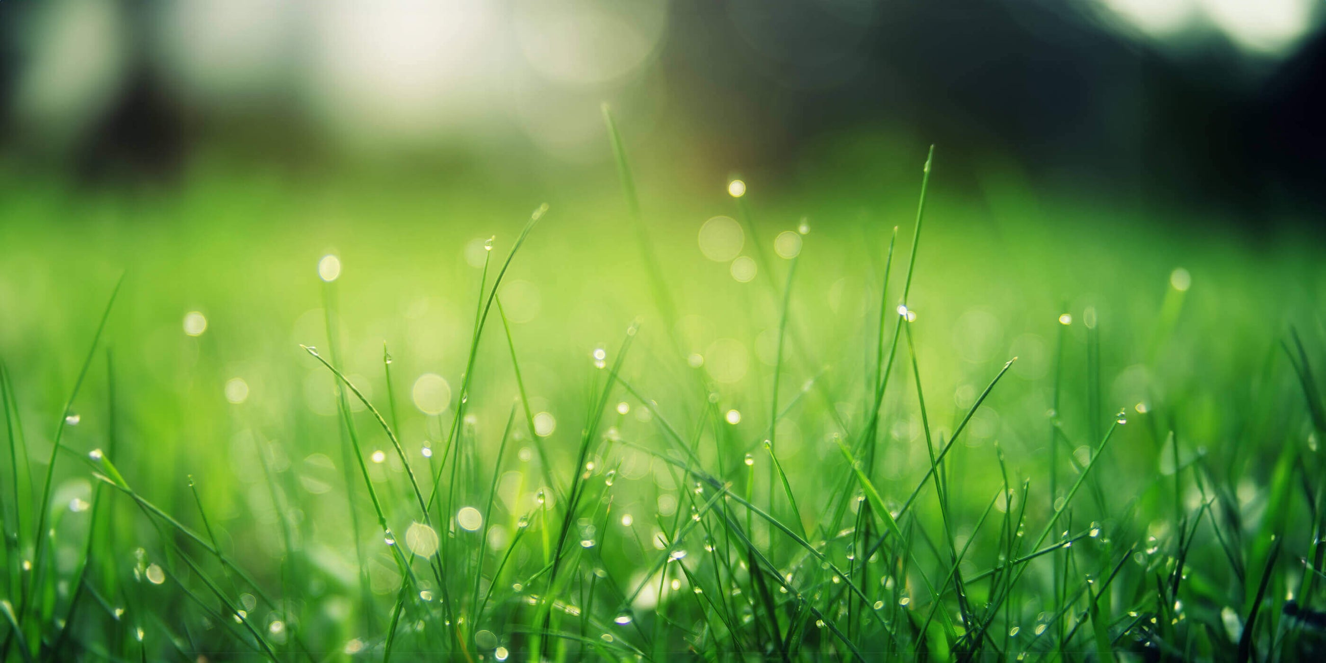 Bactador Mikrobiologie mit der Kraft der Natur