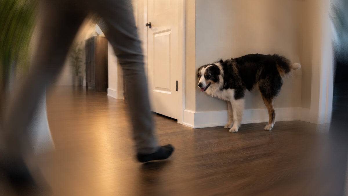Hund markiert in Wohnung