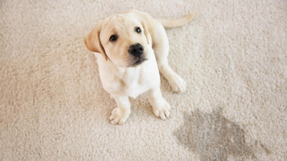 Hund steht neben Pipifleck