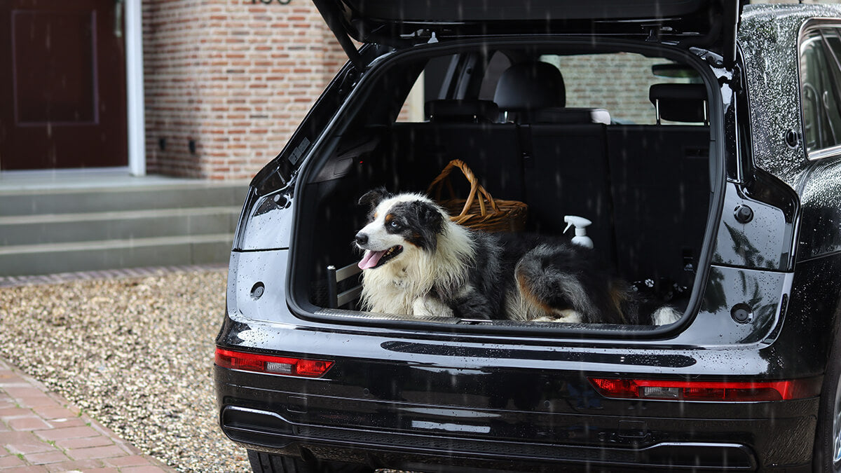 Hund im Kofferraum bei einem regnerischen Tag 