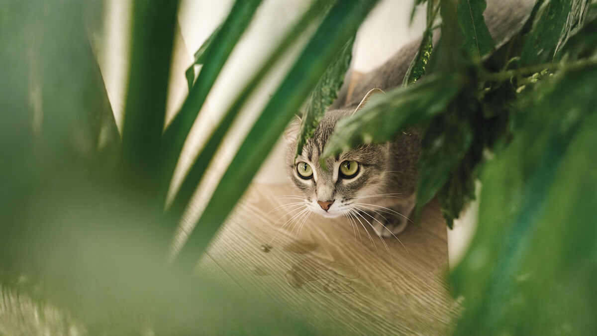 Inkontinenz bei Katzen - Gründe und Maßnahmen im Überblick