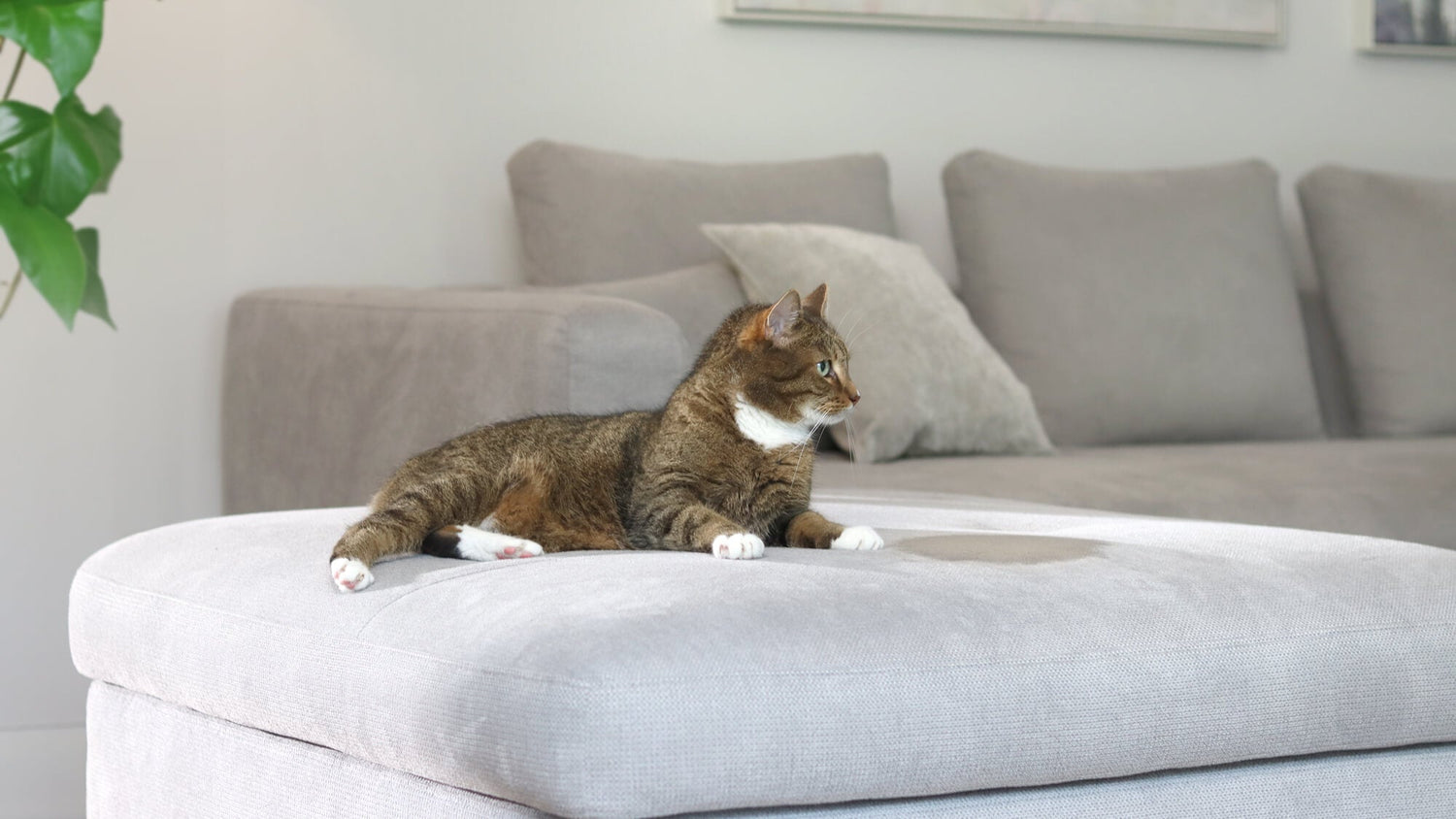 Urinfleck auf dem Sofa und eine Katze liegt daneben 