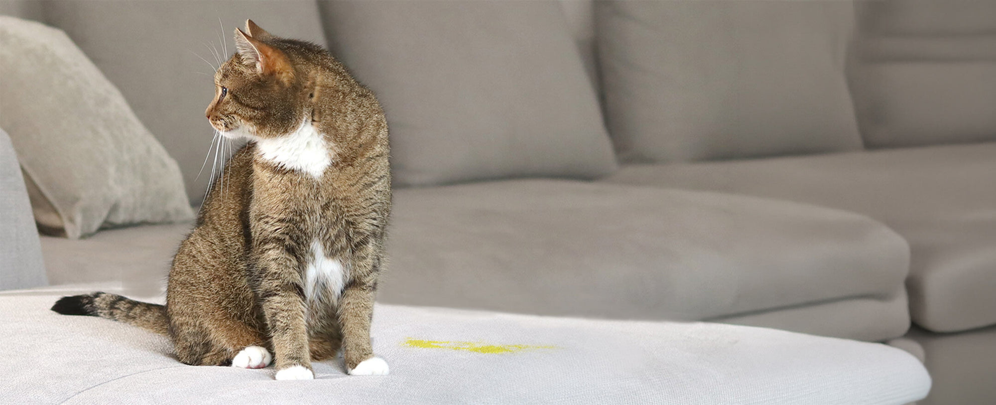 Bactador-Enzymreiniger-Kater-Sofa-Spray- vorher-nachher