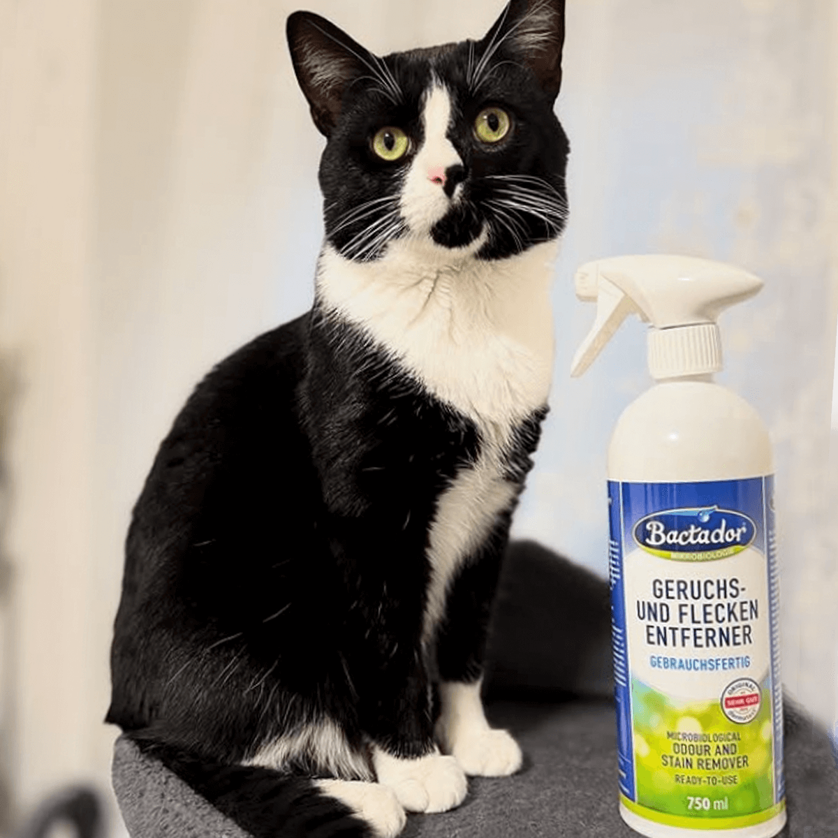 Schwarz weiße Katze sitzt auf Kratzbaum neben Bactador Flasche