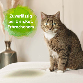 Katze sitzt auf Sofa - Zuverlässig bei Urin, Kot, Erbrochenem
