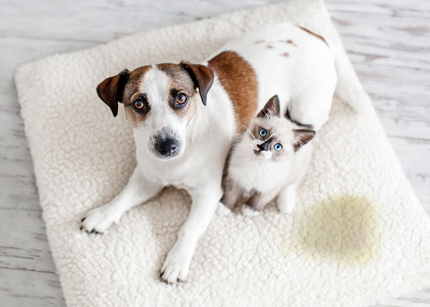 Bactador Hund und Katze Urinfleck Teppich entfernen