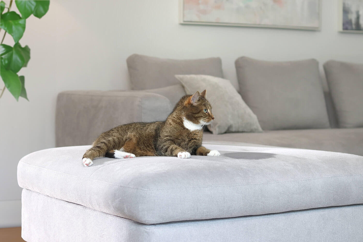 Katzenurin auf dem Sofa entfernen