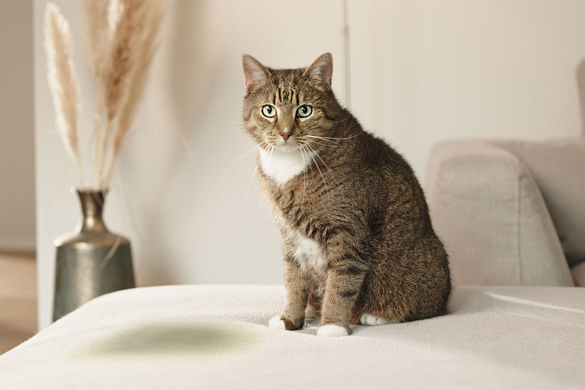Bactador Katze Urinfleck Sofa entfernen